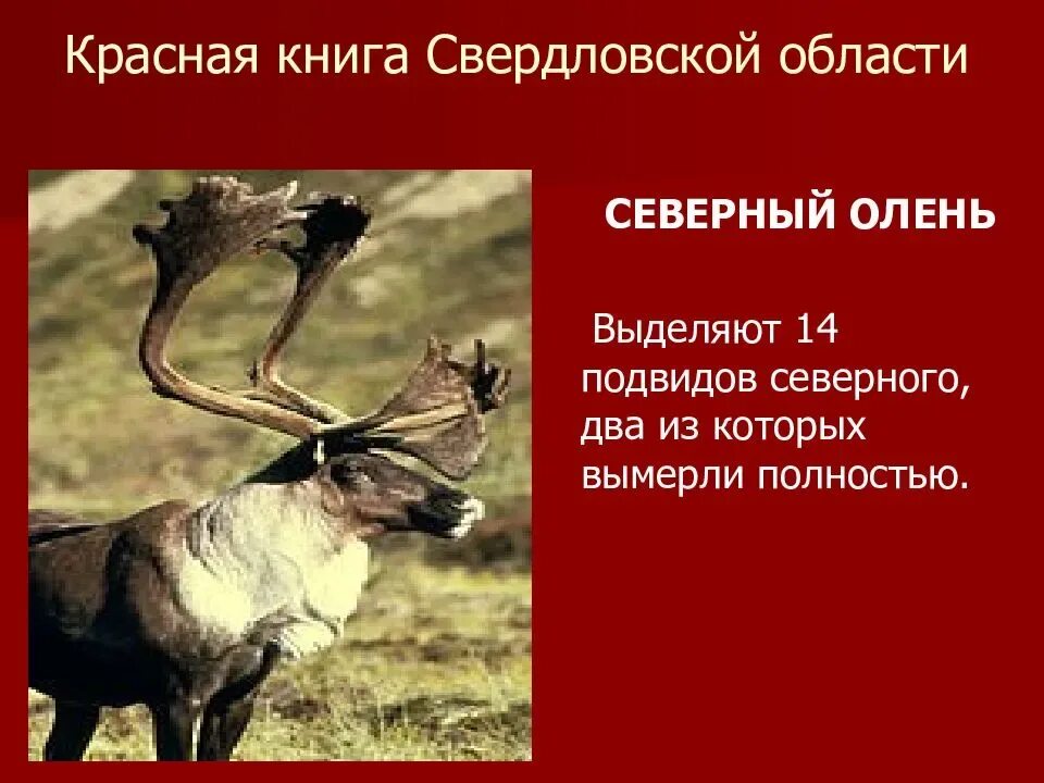 Северный олень внесен в красную книгу. Животные которые занесены в красную книгу свердловской области. редкие животные свердловской области занесенные в красную книгу. животные урала занесенные в красную книгу свердловской области. растения и животные занесенные в красную книгу свердловской области.