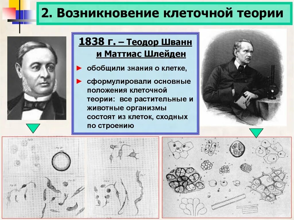 Первые клетки возникли. Маттиас Шлейден клеточная теория. Теория т Шванна и м Шлейдена. Шванн и Шлейден клеточная теория положения.