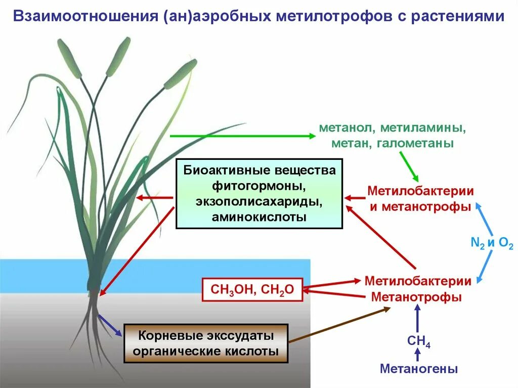 Аэробные растения. Факультативные метилотрофы. Метилотрофы схема. Таксономическое разнообразие аэробных метилотрофов. Аэробные органы