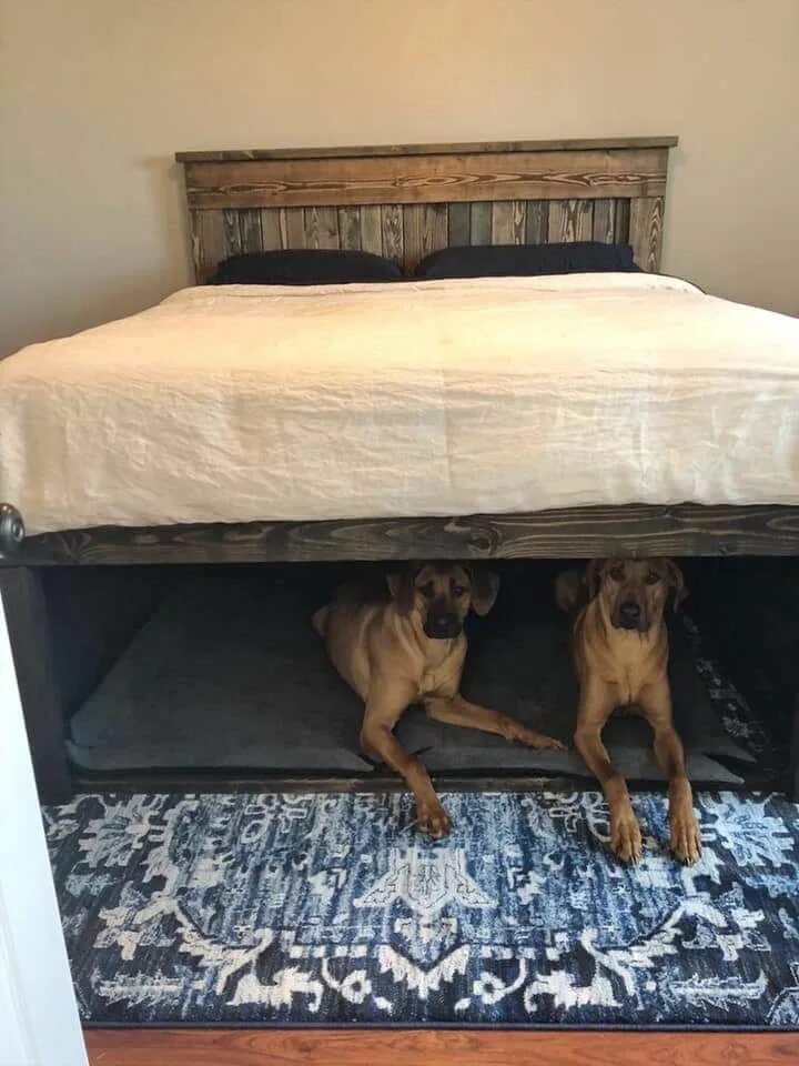 Собачья кровать для человека. Кровать для собаки. Собака под кроватью. Кровать с местом для собаки. Спальное место для собаки.