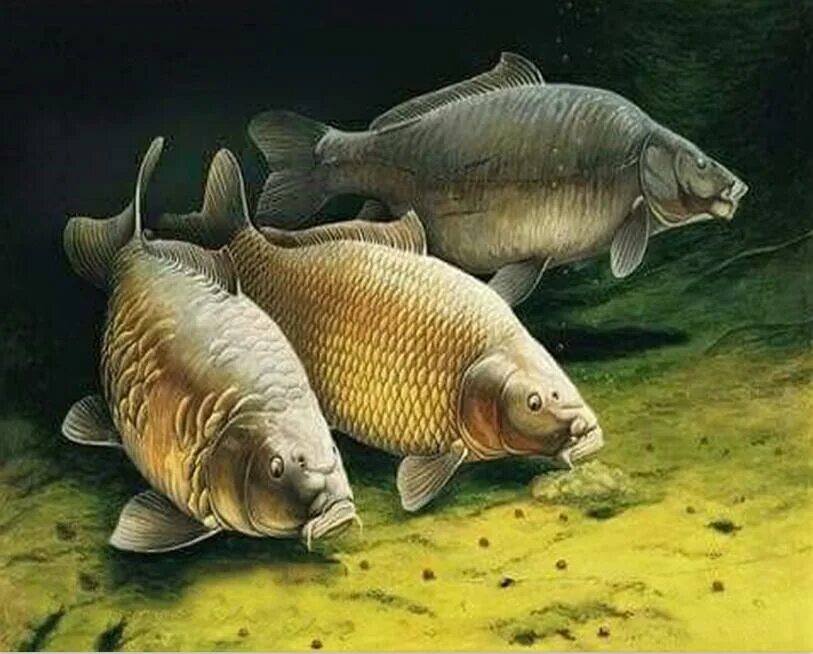 Carp карп. Сарбоянский карп. сазан (cyprinus carpio). сазан и толстолобик. карп (cyprinus carpio).