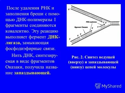 Репликация днк лигаза