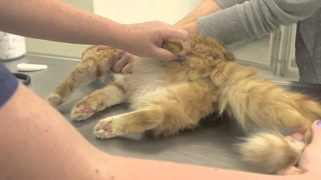 Коту делали операцию. Коту делали операцию