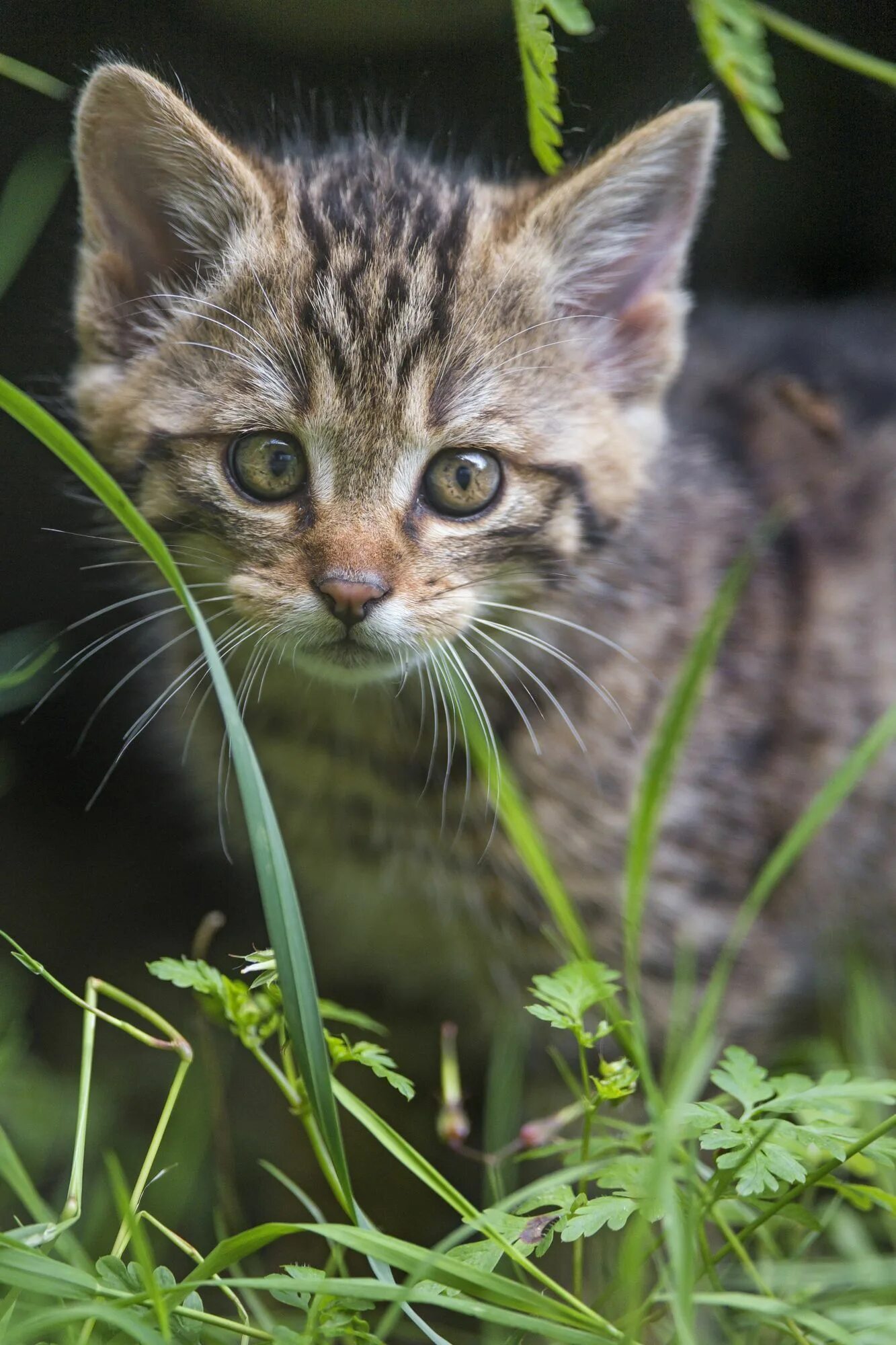 Европейский дикий лесной кот. Европейская лесная кошка котята. Лесная кошка котенок. Лесной котенок. Норвежский лесной кот.