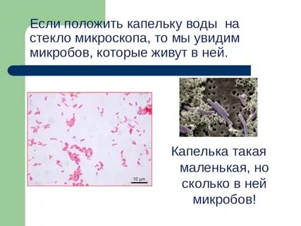 Вижу бактерии
