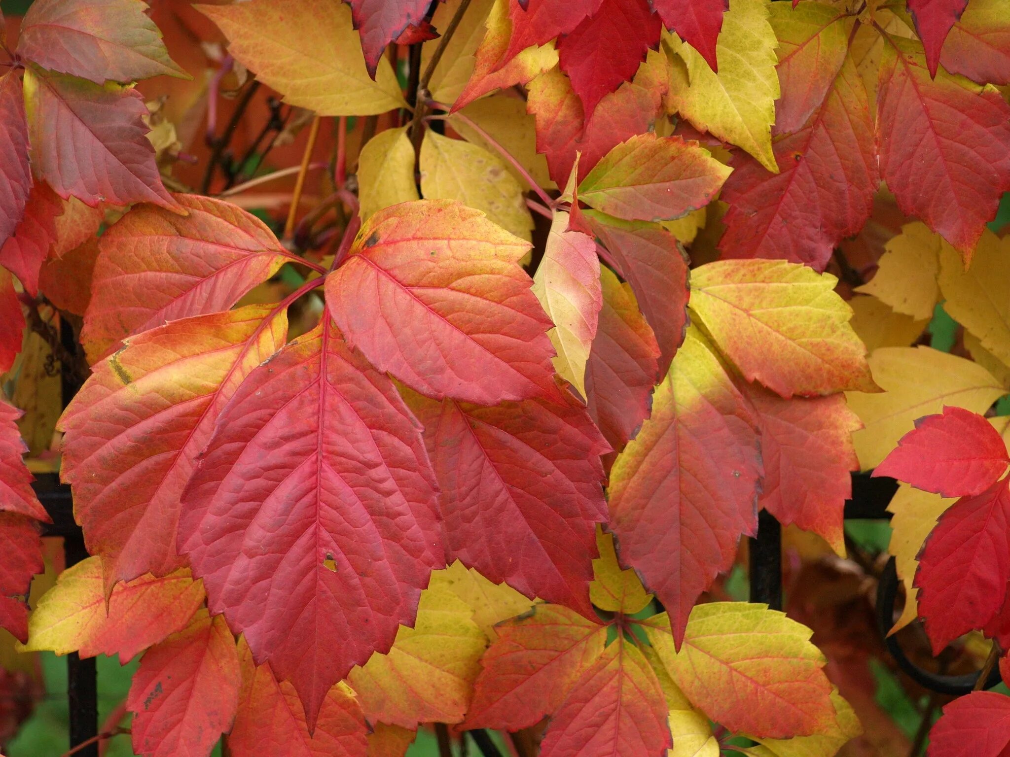 ольха лист осенью. ольха лист осенью. как жёлтый лист с обломанных ветвей. ольха дерево листья осенью. листья ольхи осенью.