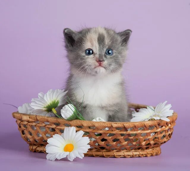 Котенка то купили