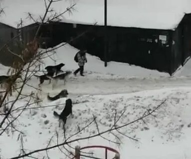 Собаки напали новости