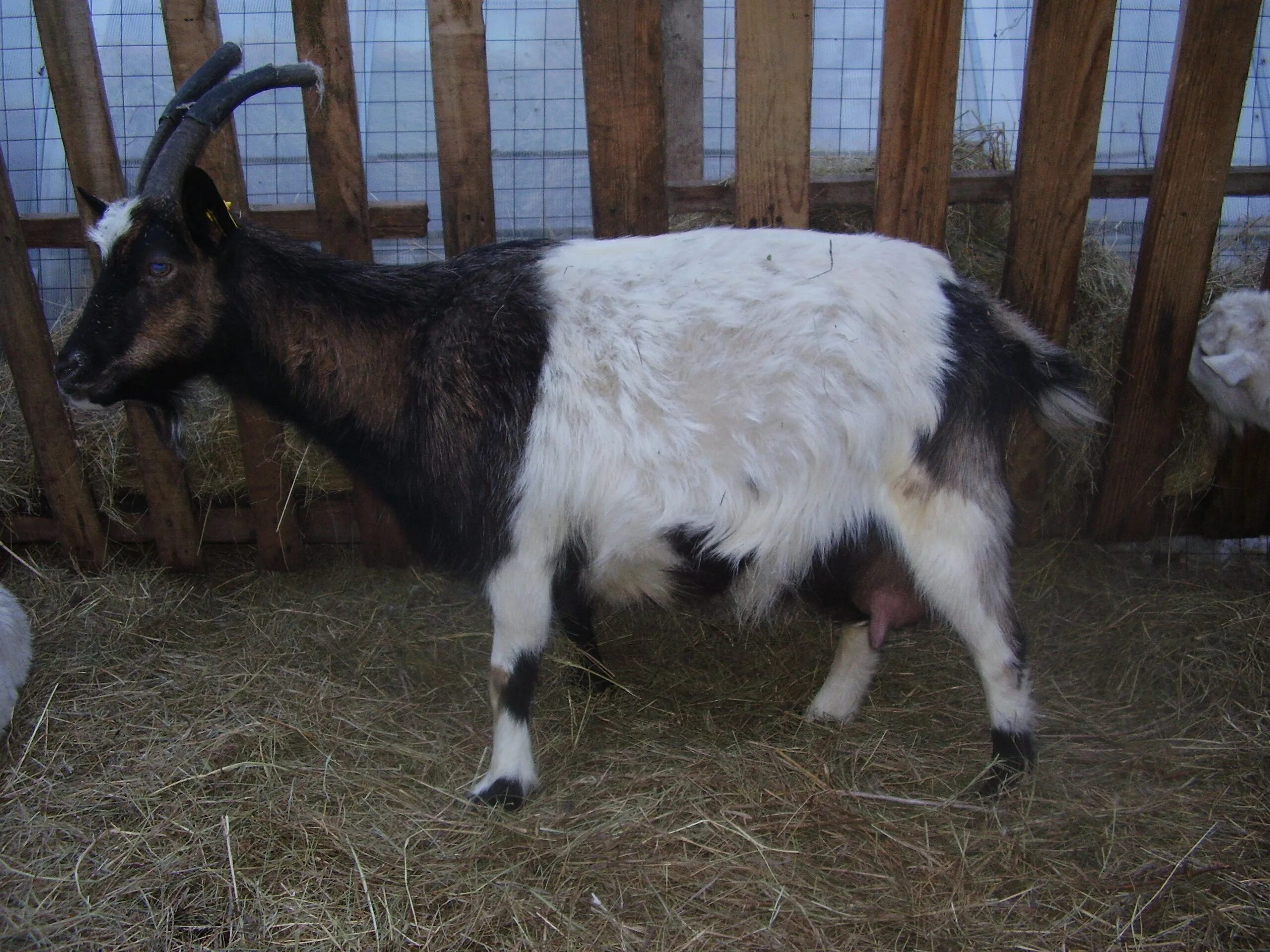 Как выглядит беременная коза. Беременная коза внутри. У беременной козы припухла петля. Как определить беременность козы. Как определить беременность козы.