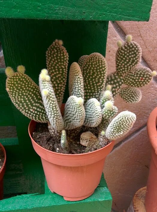Пунция. Opuntia Microdasys albispina. Опунция микродазис. Опунция Microdasys var albispina. R+co Cactus.