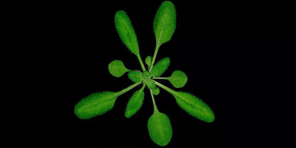 Представим что arabidopsis основной модельный растительный объект. Индукция цветения у арабидопсис. Arabidopsis thaliana. Арабидопсис как объект. Арабидопсис талиана.