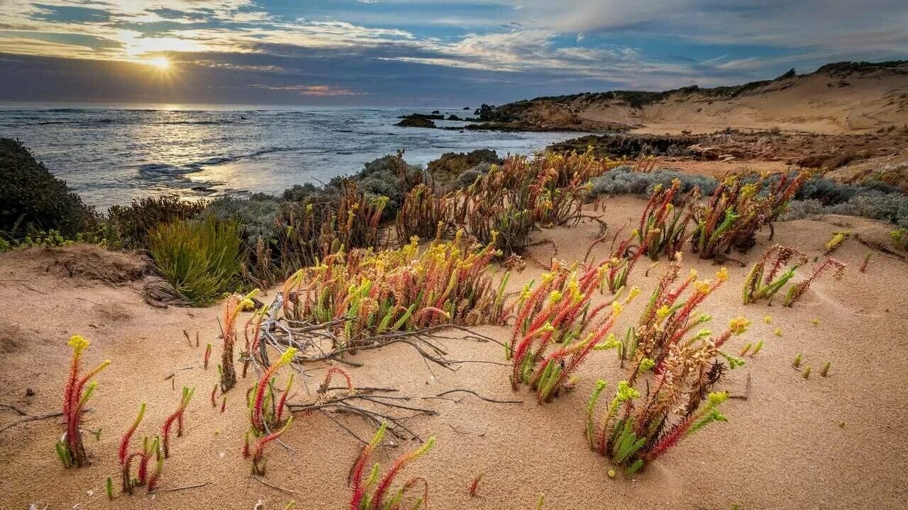 прибрежный растительный мир. растения жестколистные вечнозелёные леса в австралии. пруд в саду. ботанический сад водоем воронеж. нимфея деленка.