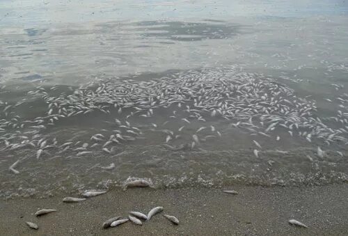 Экологические проблемы азовского моря. Экология азовского моря. Экологическая ситуация азовского моря. Чёрное море мутная вода. Азовское море загрязненное отходами.