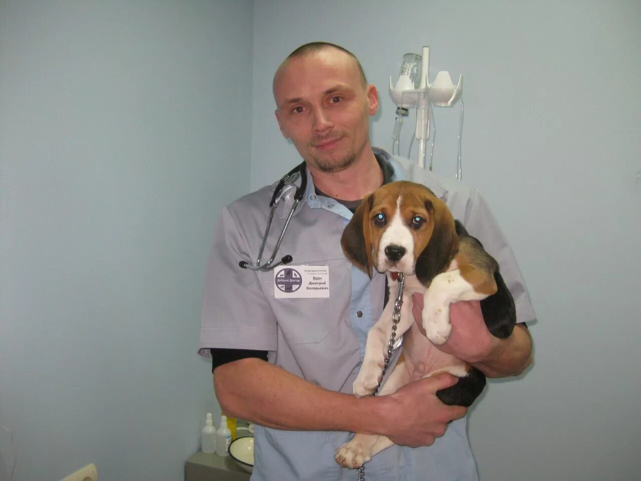 добрый доктор во владимире ветеринарная клиника. ветлечебница круглосуточная. добрый доктор во владимире ветеринарная клиника врачи. муромцев ветеринар калининград. зубков владимир викторович.