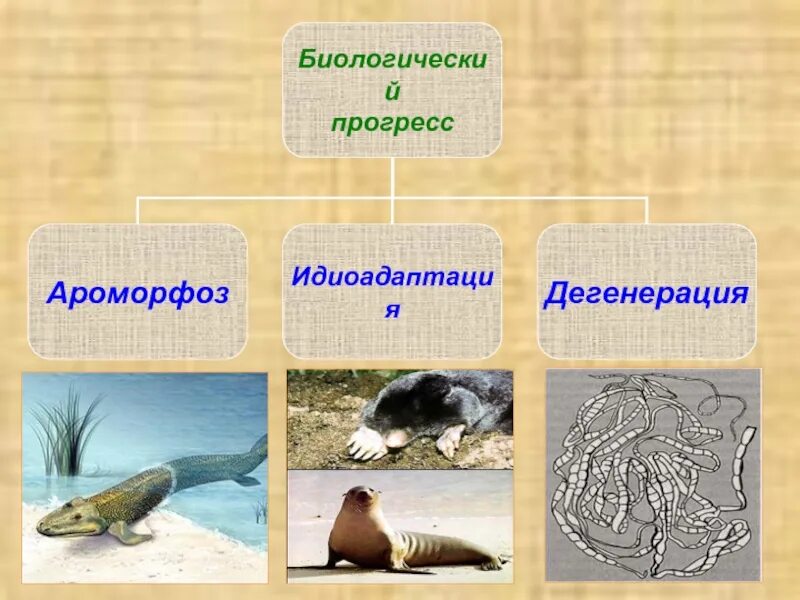 Органический мир как результат эволюции 9 класс. Органический мир как результат эволюции. Эволюция 9 класс. Органический мир как результат эволюции 9 класс. Органический мир как результат эволюции 9 класс.