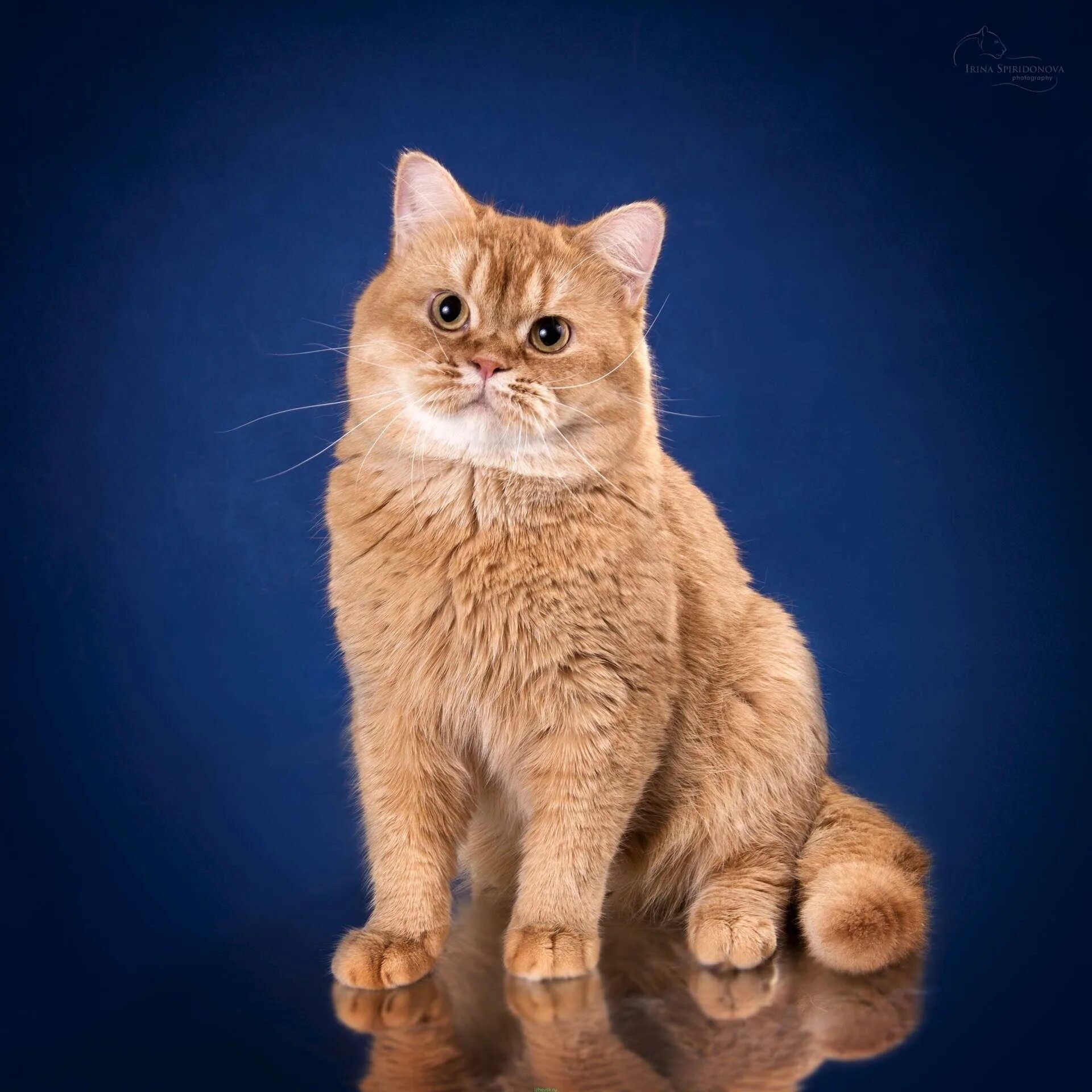 Рыжий британский кот. Британский короткошерстный кот рыжий. британская короткошёрстная кошка рыжая. кот британец рыжий. рыжий британский кот прямоухий.