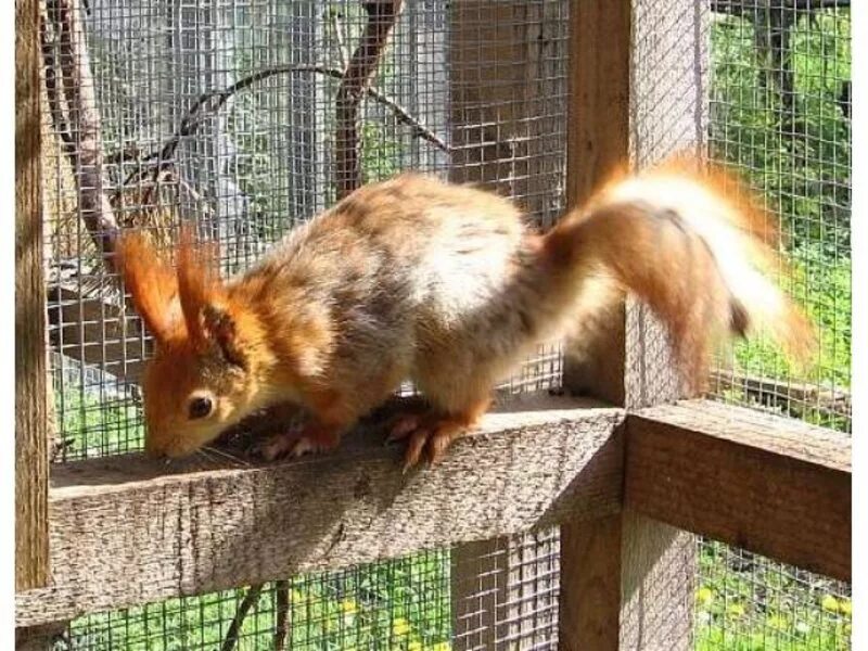 домашние белки. выращивание белка. домашняя белка. выращивание белка. белка на даче.