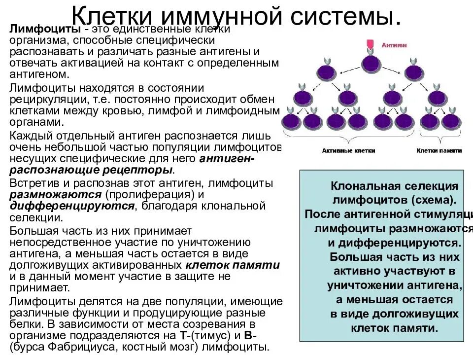 Специфически большие группы