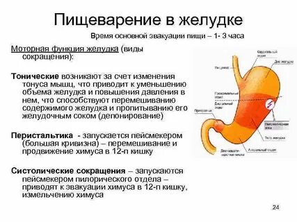 Какие процессы пищеварения происходят в желудке