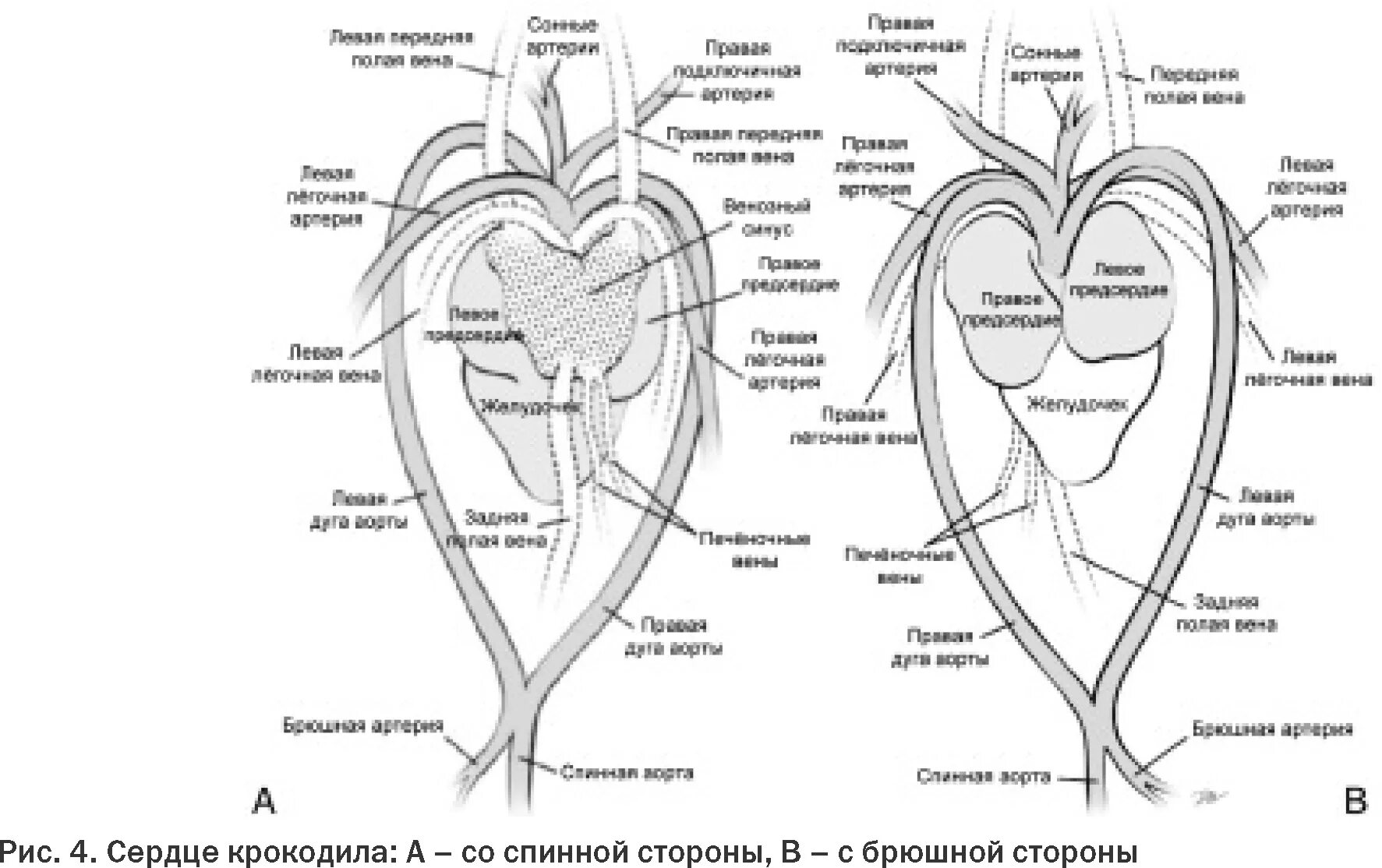 Круг кровообращения черепахи. Схема строения сердца крокодила. Кровеносная система крокодилов схема. Кровеносная система крокодила схема. Строение сердца млекопитающих.