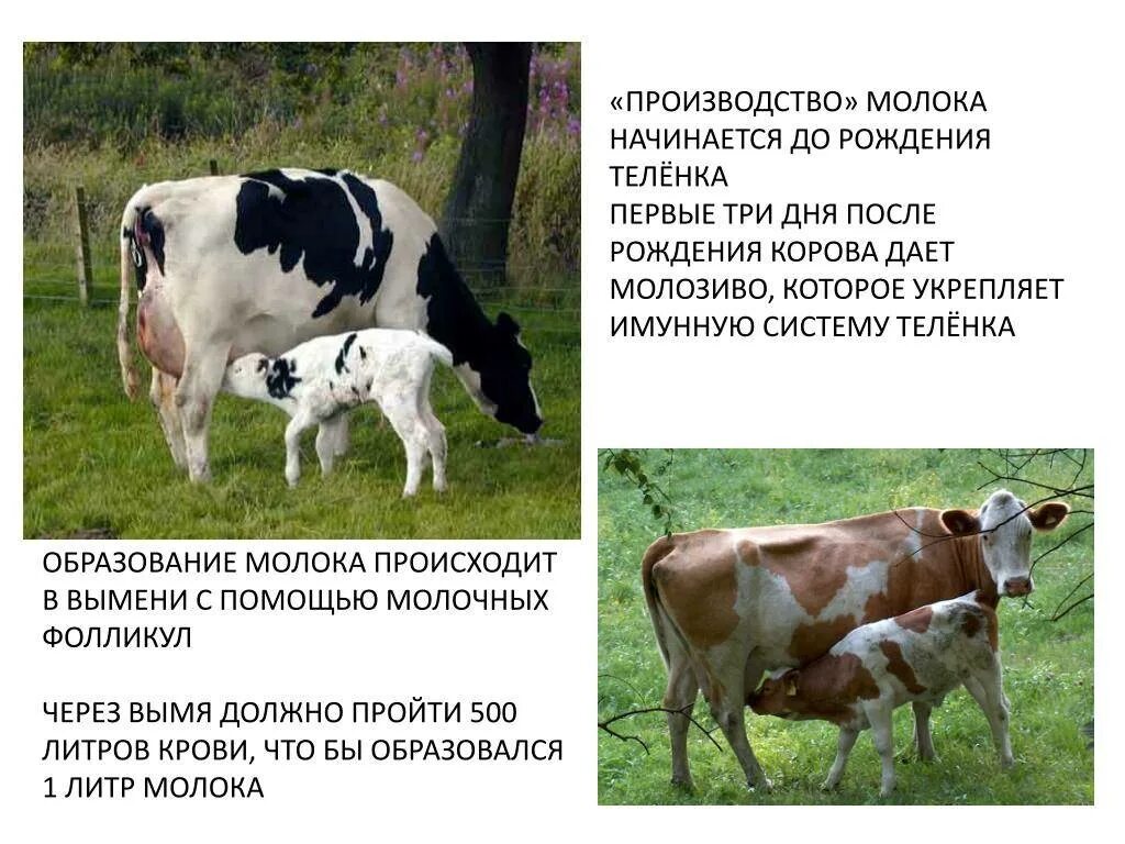 Почему корова постоянно. Корова молоко. молочная корова. корова дает молоко. молоко после отела коровы.