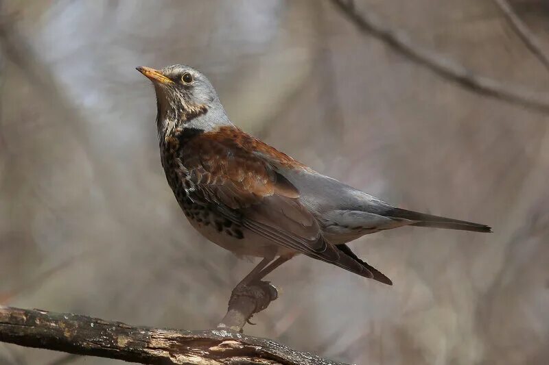 Марийские птицы названия. Фото птиц марий эл. Фото птиц марий эл. Птицы рмэ. Птицы марий эл летом.