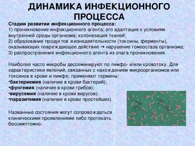 Последовательность развития инфекционного заболевания. Динамика развития инфекционного процесса, периоды микробиология. Динамика развития инфекционной болезни микробиология. Динамика инфекционного процесса схема. Фазы развития инфекционного процесса микробиология.