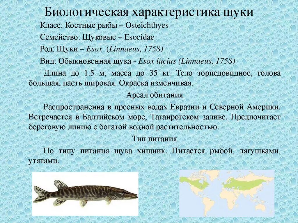 Особенности рыб 2 класс. Характеристика щуки. Щука описание рыбы. Информация о щуке. Характеристика щуки обыкновенной.