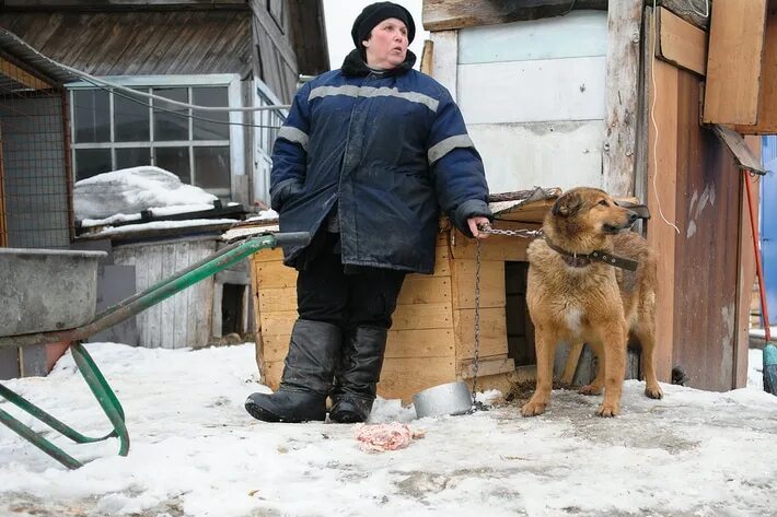 Приют верный друг томск. Приют верный друг астрахань. Собачий приют. Приют для животных курская область. Приют верный друг новосибирск.