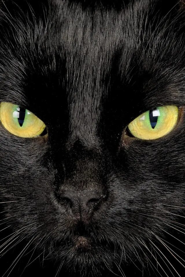 Black cat eye. Черные коты. Черная кошка с зелеными глазами. Глаза кошки. Мордочка черной кошки.