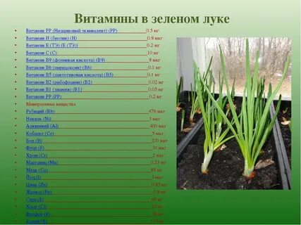 Лук вит