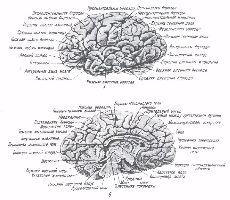 Борозды и извилины головного мозга анатомия. Головной мозг анатомия латынь. Борозда мозолистого тела мозга. Медиальная поверхность головного мозга схема. Воспаление головного мозга латынь
