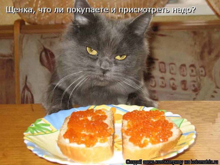 Не ем 15 дней. Кот прикол. Кот и бутерброды с икрой. Кот бутерброд. Смешные коты с надписями.