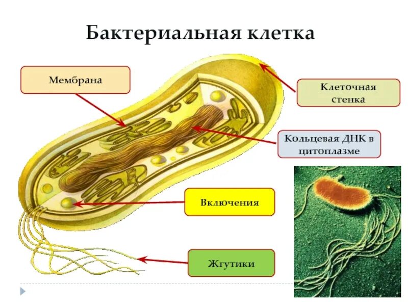 Клеточная стенка и мембрана бактерий. Клеточная мембрана бактериальной клетки. Клеточная стенка и мембрана. Строение бактерии выросты мембраны. Плазматическая мембрана бактериальной клетки.