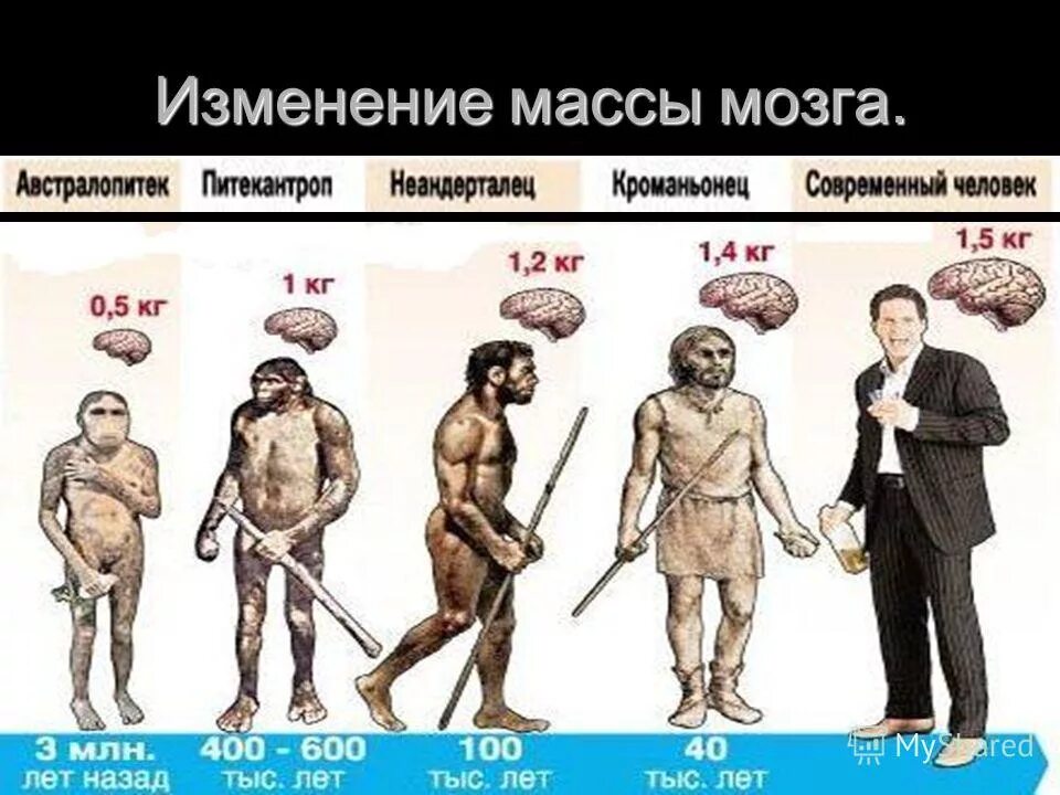 как изменился мозг человека. кратковременная память человека. вес мозга хомо сапиенс. объем мозга древних людей. эволюция современного человека.