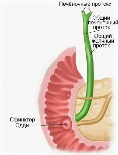 Куда поступает желчь после удаления