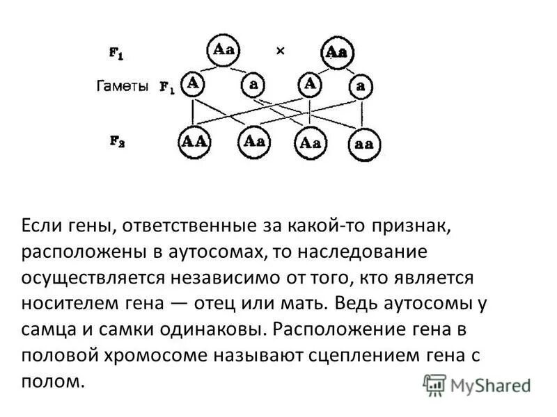 Процент генов от отца и матери