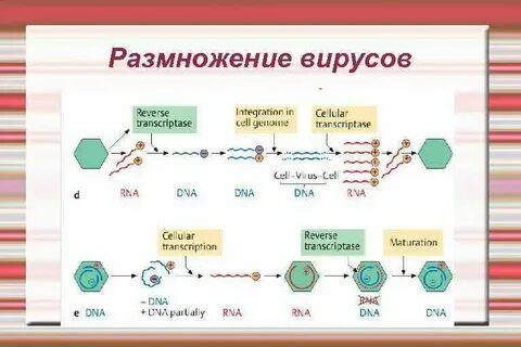 Как происходит размножение вирусов