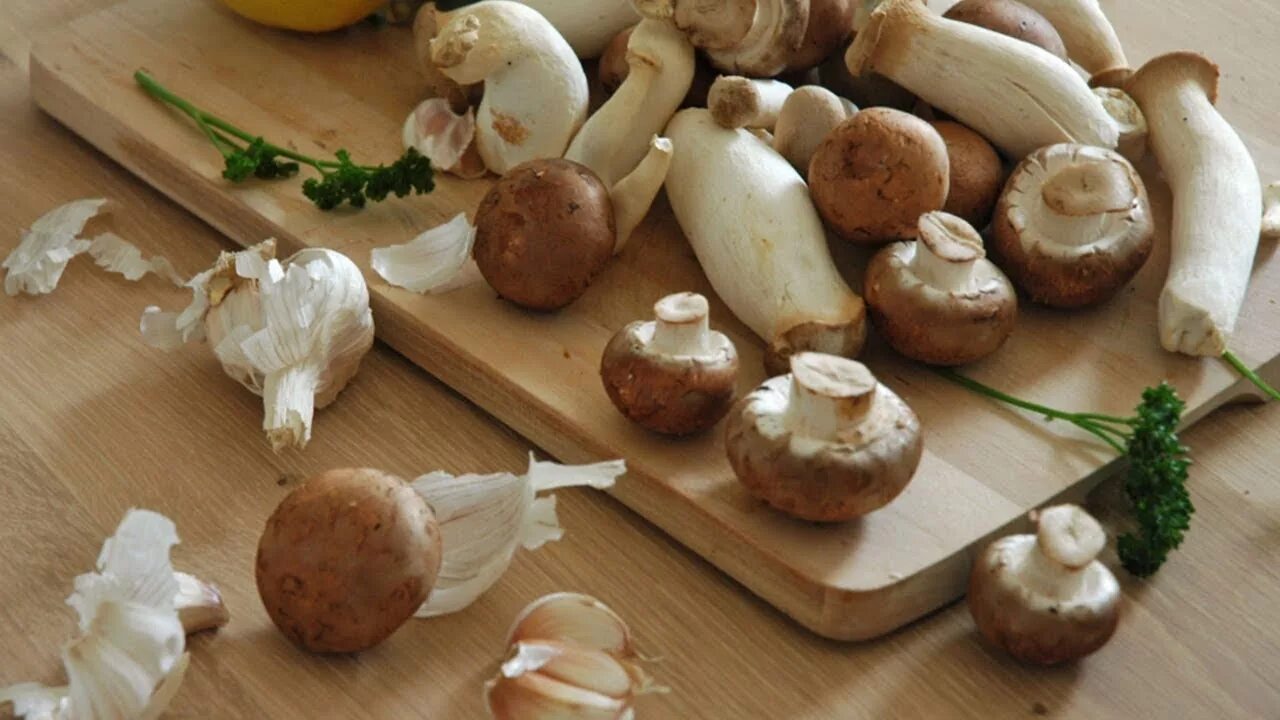 Белый гриб в домашних условиях. Выращивание грибов в домашних условиях. Полезные грибы домашние. Белые грибы ферма.