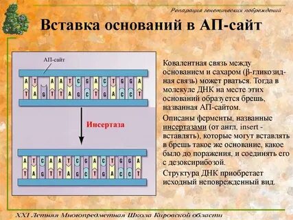 Вставка днк