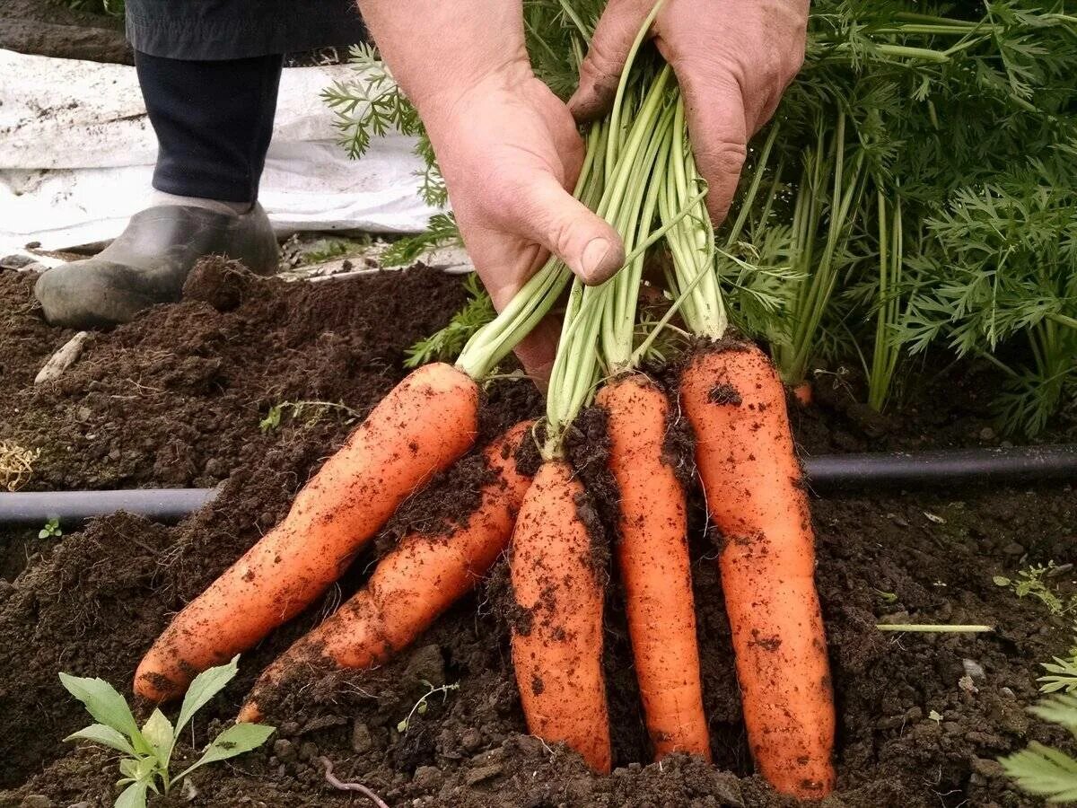 Как вырастить хорошую морковь в открытом грунте. Урожай моркови. Морковь в огороде. Морковка на грядке. Огород с морковкой.