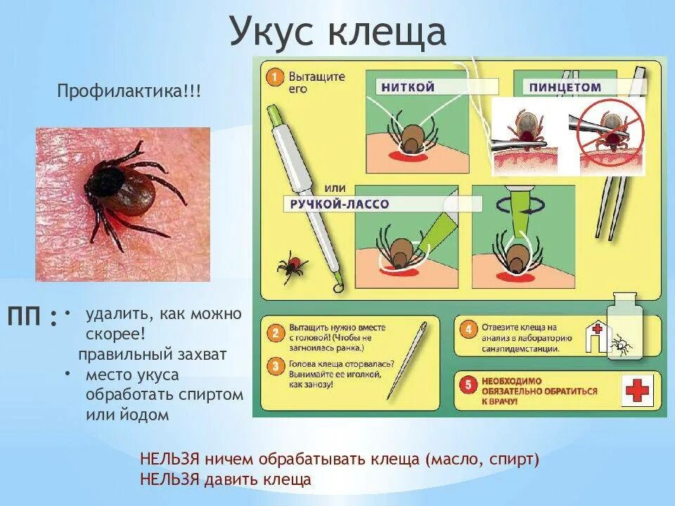 Чем обрабатывать рану после укуса. Место укуса клеща клеща. Место после присасывания клеща.