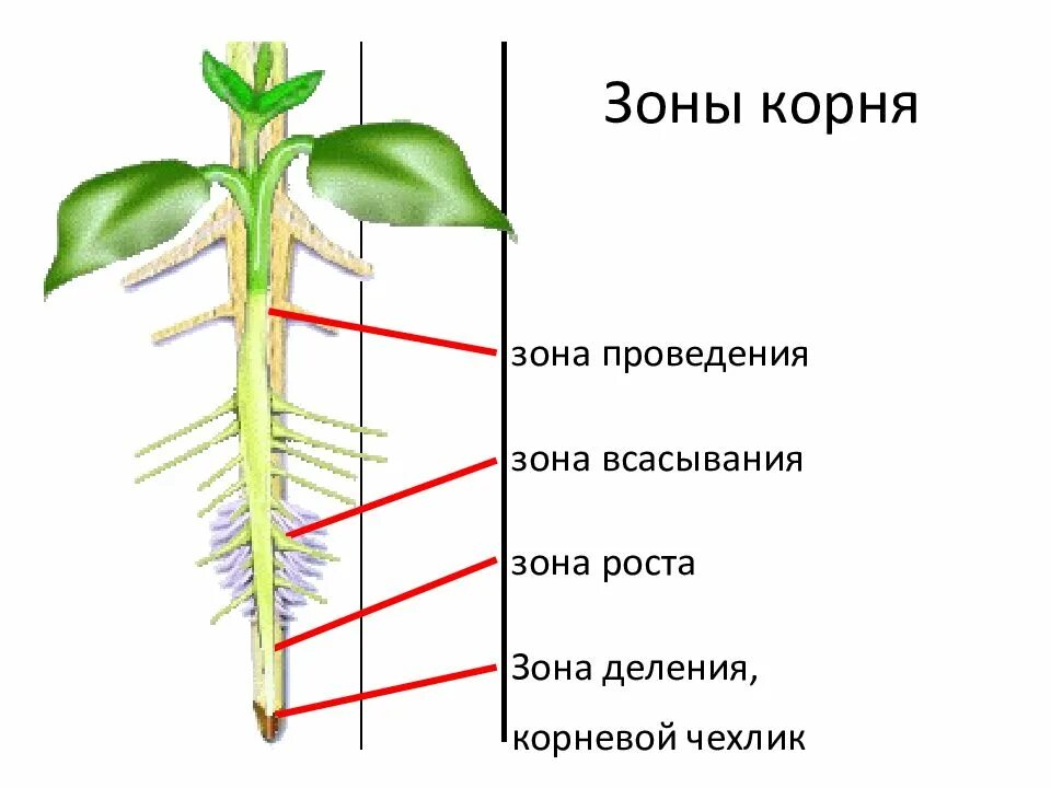 Строение зоны корня рисунок