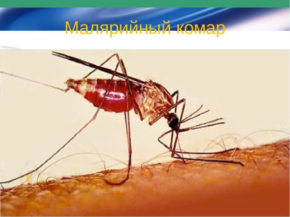 Комары переносчики заболеваний. Малярийный комар заражение. Укус малярии малярийный комар. Малярийный комар в России.