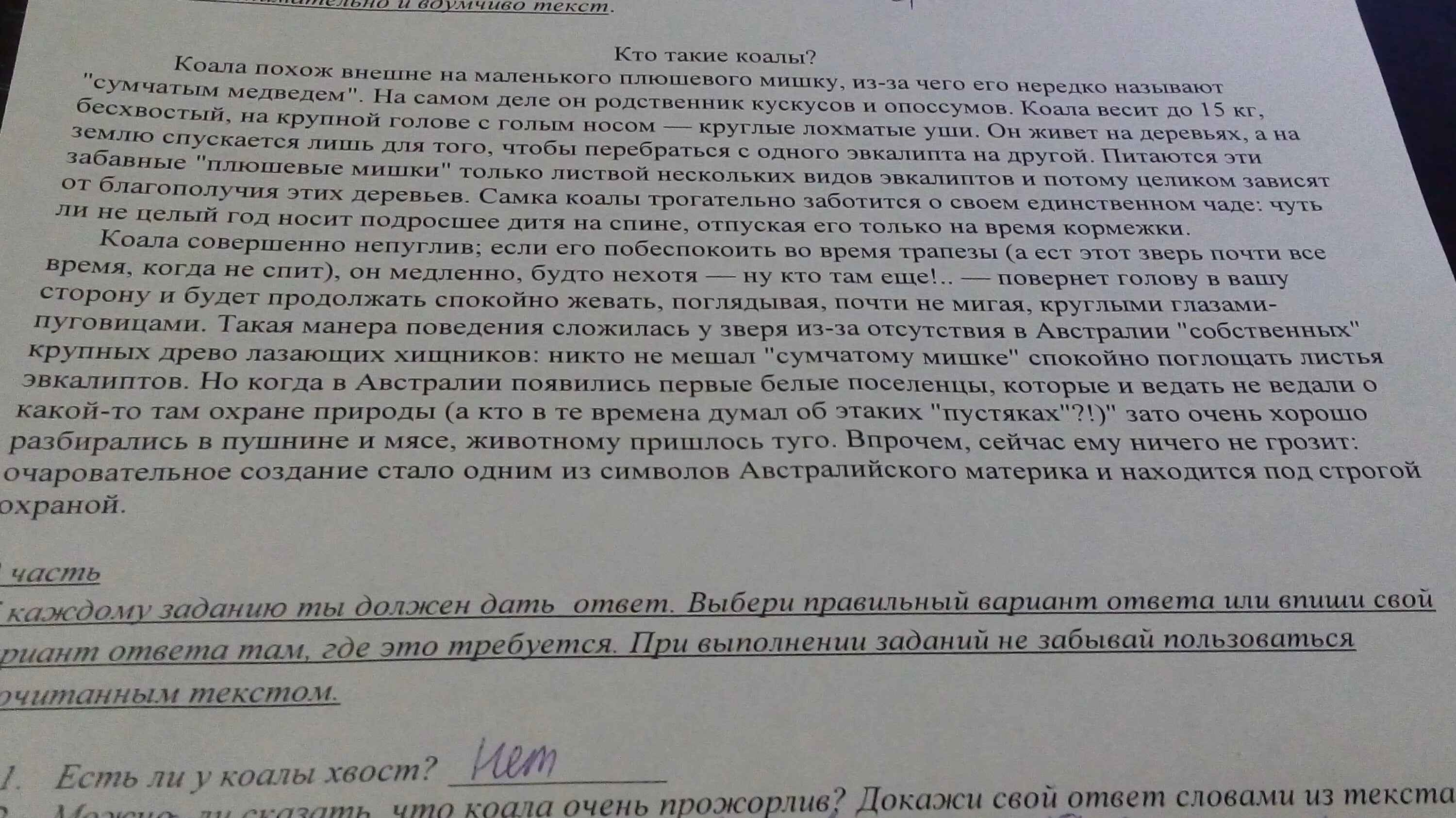 Ответ на слово докажи. Что коала очень прожорлив докажи свой ответ словами из текста. Можно ли сказать что коала очень прожорлив. Можно ли сказать что коала очень прожорлив докажи свой ответ. Выпиши из текста предложение, подверждающее, что коала непуглив.