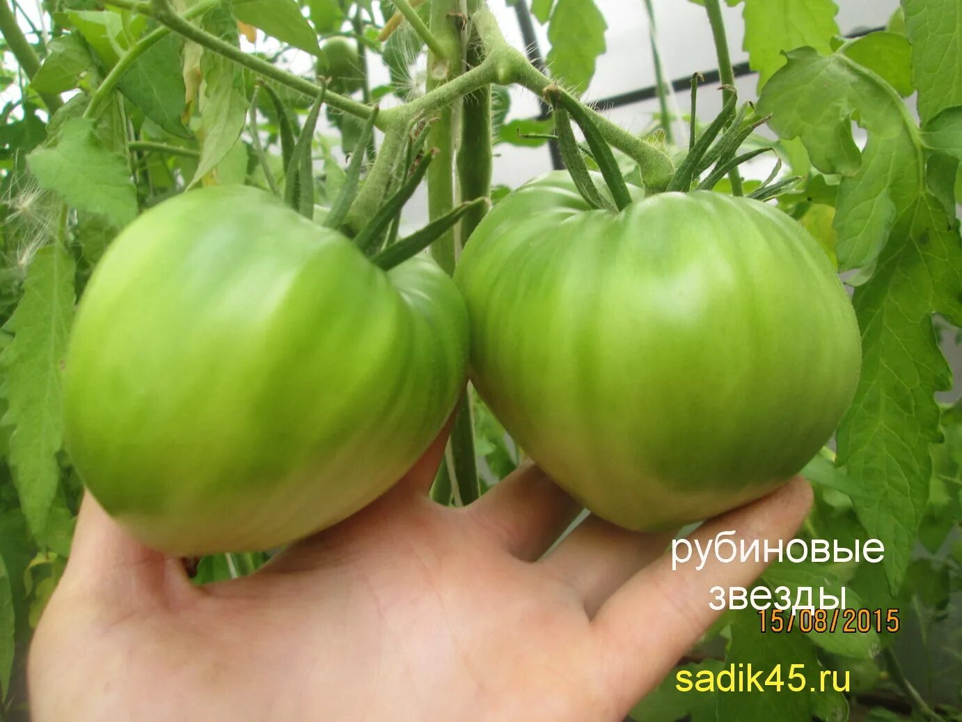 Контент Botsad - tomat-pomidor.com