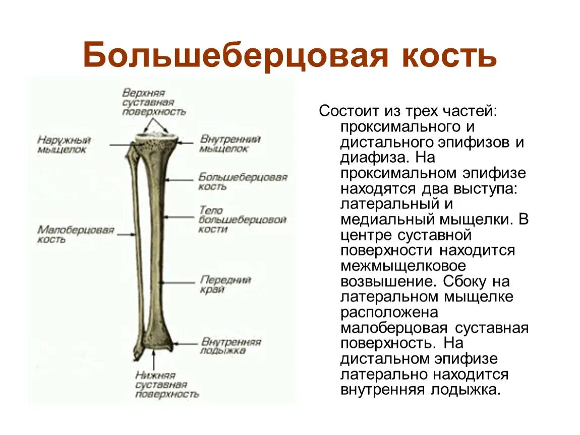 Находится берцовая кость. Большая берцовая кость анатомия. Анатомические образования большеберцовой кости. Проксимальный конец большеберцовой кости. Диафиз и эпифиз большеберцовой кости.