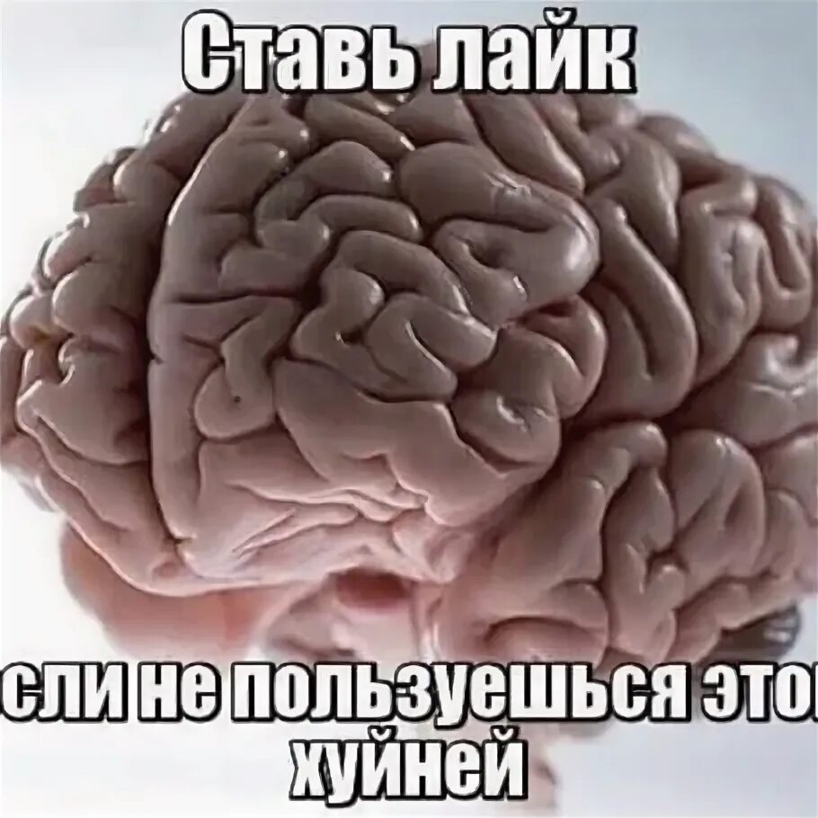 Мозг в подарок. Дарю мозг. Подарочные мозги. Мозг в коробочке. Brain now