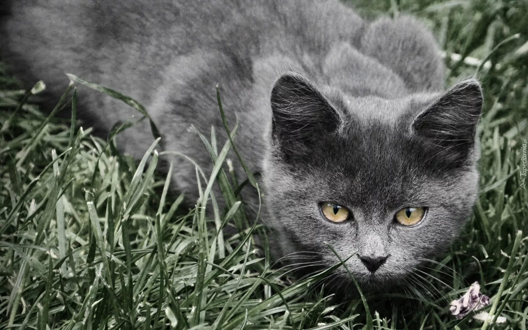 Cat sed