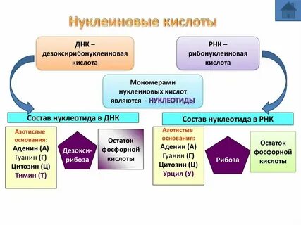 Нуклеиновые кислоты конспект 10 класс биология